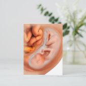 Ontwikkeling van de foetus na 36 weken briefkaart (Staand voorkant)