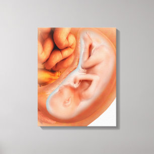 Ontwikkeling van de foetus na 36 weken canvas afdruk