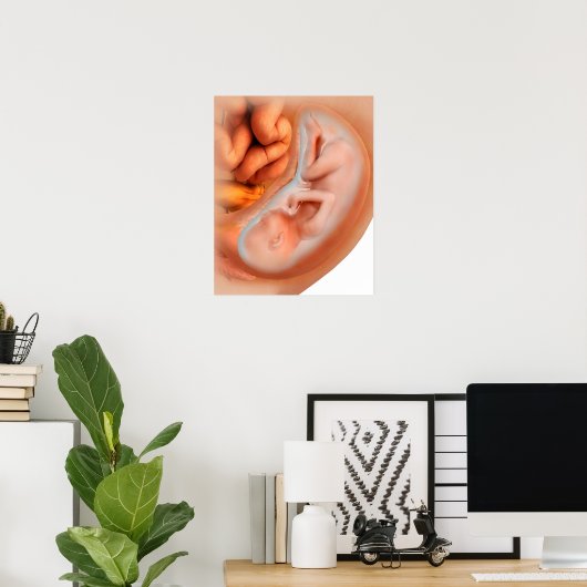 Ontwikkeling van de foetus na 36 weken poster (Thuiskantoor)