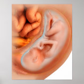 Ontwikkeling van de foetus na 36 weken poster (Voorkant)