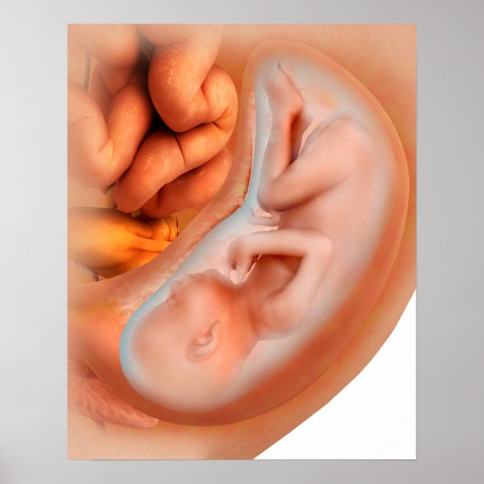 Ontwikkeling van de foetus na 36 weken poster (Voorkant)