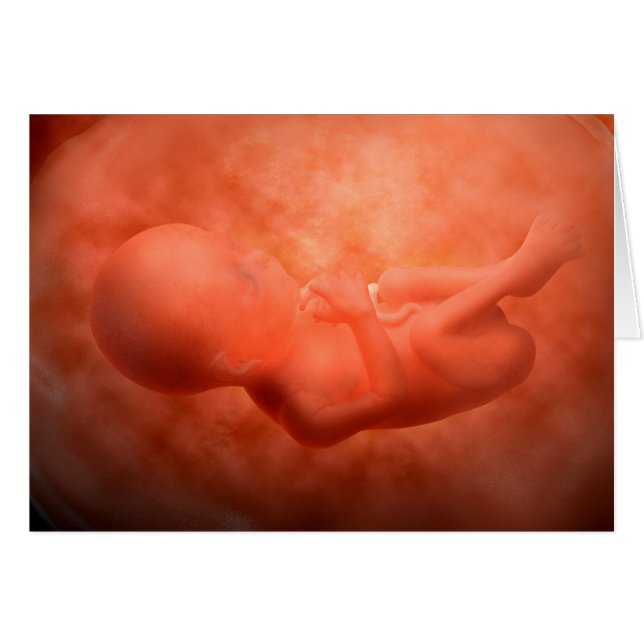 Ontwikkeling van de foetus op 24 weken (Voorkant Horizontaal)