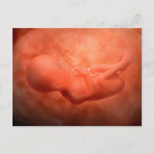 Ontwikkeling van de foetus op 24 weken briefkaart (Voorkant)