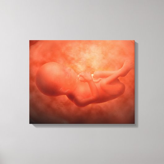 Ontwikkeling van de foetus op 24 weken canvas afdruk (Voorkant)