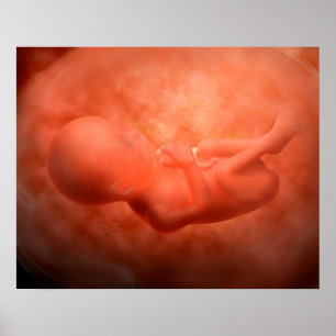 Ontwikkeling van de foetus op 24 weken poster