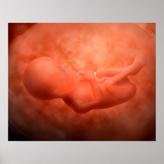 Ontwikkeling van de foetus op 24 weken poster (Voorkant)