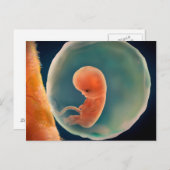 Ontwikkeling van de foetus op 9 weken briefkaart (Voorkant / Achterkant)