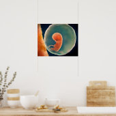 Ontwikkeling van de foetus op 9 weken poster (Keuken)