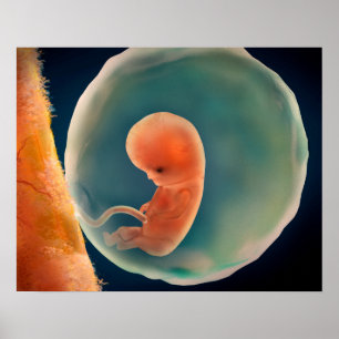 Ontwikkeling van de foetus op 9 weken poster