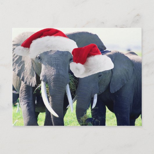 Onvergetelijke Olifant Kerstmis Feestdagenkaart (Voorkant)