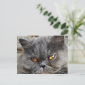 Onverstoord kattenbriefkaart briefkaart (Staand voorkant)
