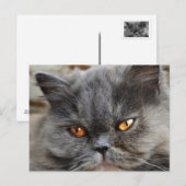 Onverstoord kattenbriefkaart briefkaart (Voorkant / Achterkant)