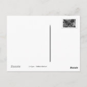 Onverstoord kattenbriefkaart briefkaart (Achterkant)