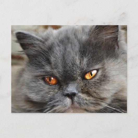 Onverstoord kattenbriefkaart briefkaart (Voorkant)