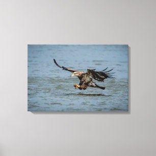 Onvolgroeide adelaar die duikt op vis canvas afdruk
