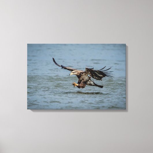 Onvolgroeide adelaar die duikt op vis canvas afdruk (Voorkant)