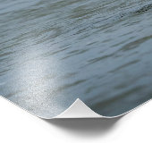 Onvolgroeide adelaar die duikt op vis foto afdruk (Hoek)