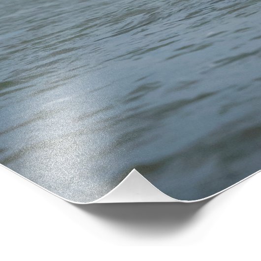 Onvolgroeide adelaar die duikt op vis foto afdruk (Hoek)