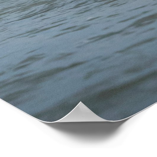 Onvolgroeide adelaar die duikt op vis poster (Hoek)