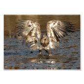 Onvolgroeide arend in de modder foto afdruk (Voorkant)