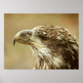 onvolgroeide Bald Eagle Poster (Voorkant)