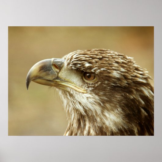 onvolgroeide Bald Eagle Poster (Voorkant)