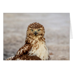 Onvolgroeide Rode Hawk op de grond