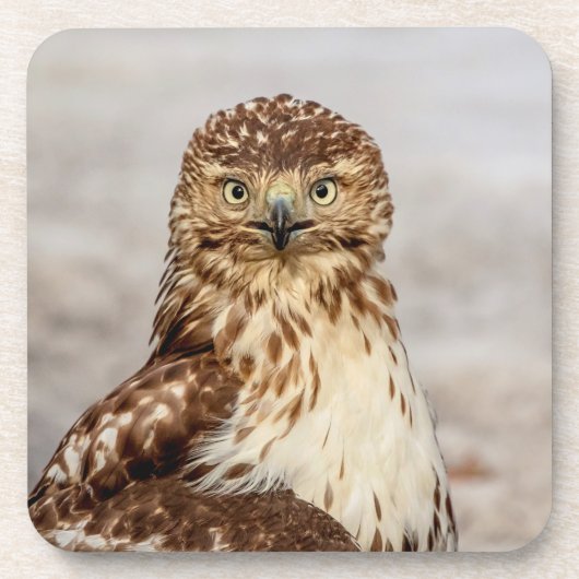 Onvolgroeide Rode Hawk op de grond Bier Onderzetter (Voorkant)