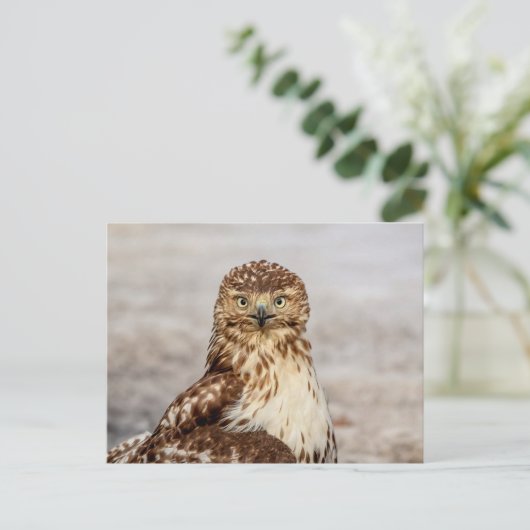 Onvolgroeide Rode Hawk op de grond Briefkaart (Staand voorkant)