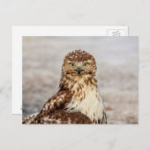 Onvolgroeide Rode Hawk op de grond Briefkaart (Voorkant / Achterkant)