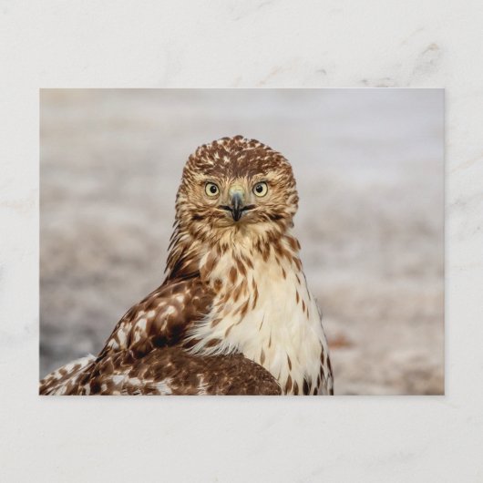 Onvolgroeide Rode Hawk op de grond Briefkaart (Voorkant)