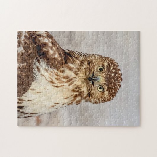 Onvolgroeide Rode Hawk op de grond Legpuzzel (Horizontaal)