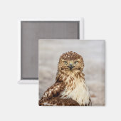Onvolgroeide Rode Hawk op de grond Magneet (Voorkant / Achterkant)