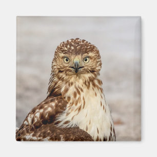 Onvolgroeide Rode Hawk op de grond Magneet