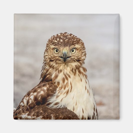 Onvolgroeide Rode Hawk op de grond Magneet (Voorkant)