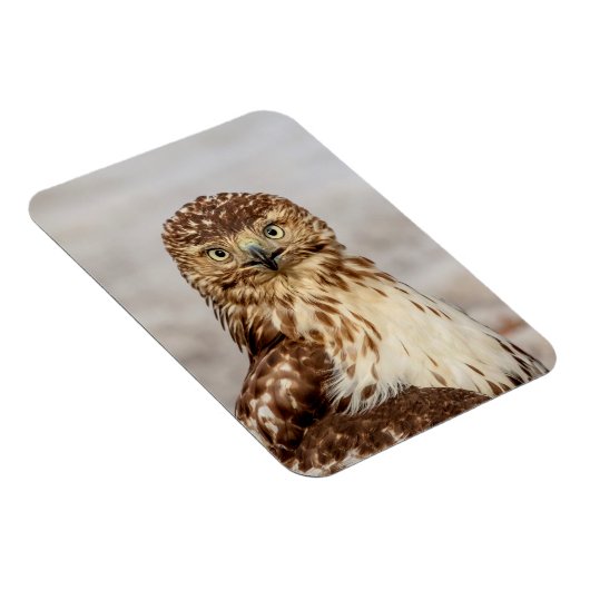 Onvolgroeide Rode Hawk op de grond Magneet (Rechterzijde)