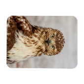 Onvolgroeide Rode Hawk op de grond Magneet (Horizontaal)