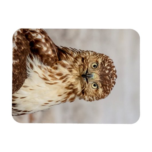 Onvolgroeide Rode Hawk op de grond Magneet (Horizontaal)