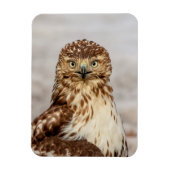 Onvolgroeide Rode Hawk op de grond Magneet (Verticaal)