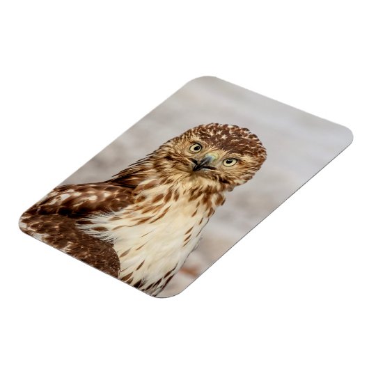 Onvolgroeide Rode Hawk op de grond Magneet (Linkerzijde)