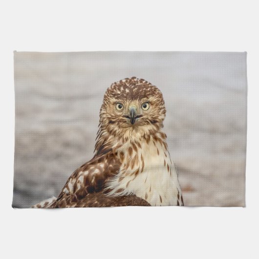 Onvolgroeide Rode Hawk op de grond Theedoek (Horizontaal)