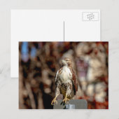 Onvolgroeide Rode Tailed Hawk Briefkaart (Voorkant / Achterkant)