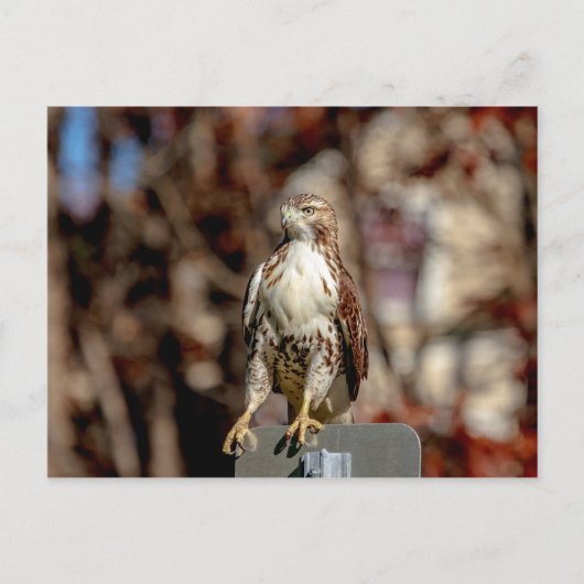 Onvolgroeide Rode Tailed Hawk Briefkaart (Voorkant)