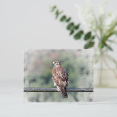 Onvolgroeide Rode Tailed Hawk Briefkaart (Staand voorkant)