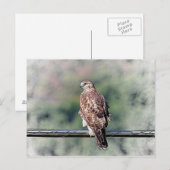 Onvolgroeide Rode Tailed Hawk Briefkaart (Voorkant / Achterkant)