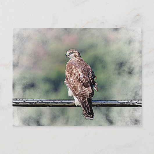 Onvolgroeide Rode Tailed Hawk Briefkaart (Voorkant)