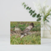 Onvolgroeide Rode Tailed Hawk Briefkaart (Staand voorkant)