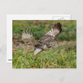 Onvolgroeide Rode Tailed Hawk Briefkaart (Voorkant / Achterkant)