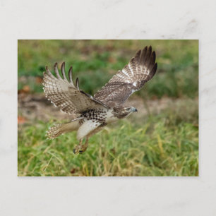 Onvolgroeide Rode Tailed Hawk Briefkaart