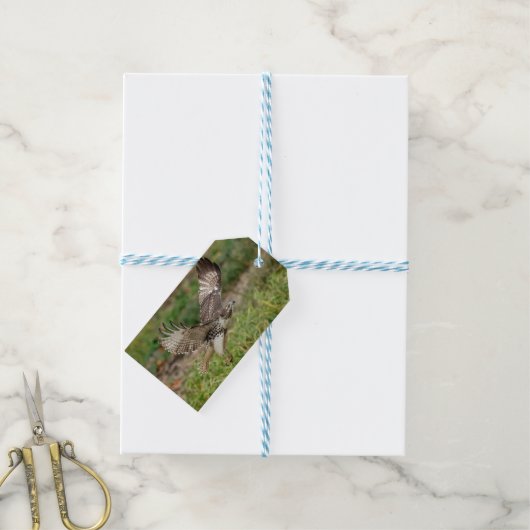 Onvolgroeide Rode Tailed Hawk Cadeaulabel (Met Touw)